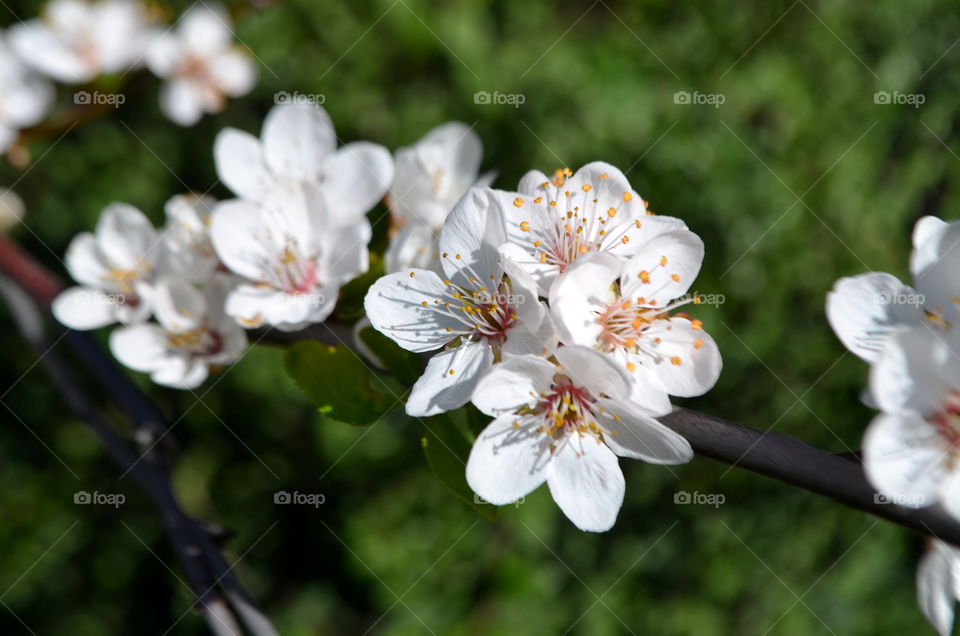 Cherry Blossoms