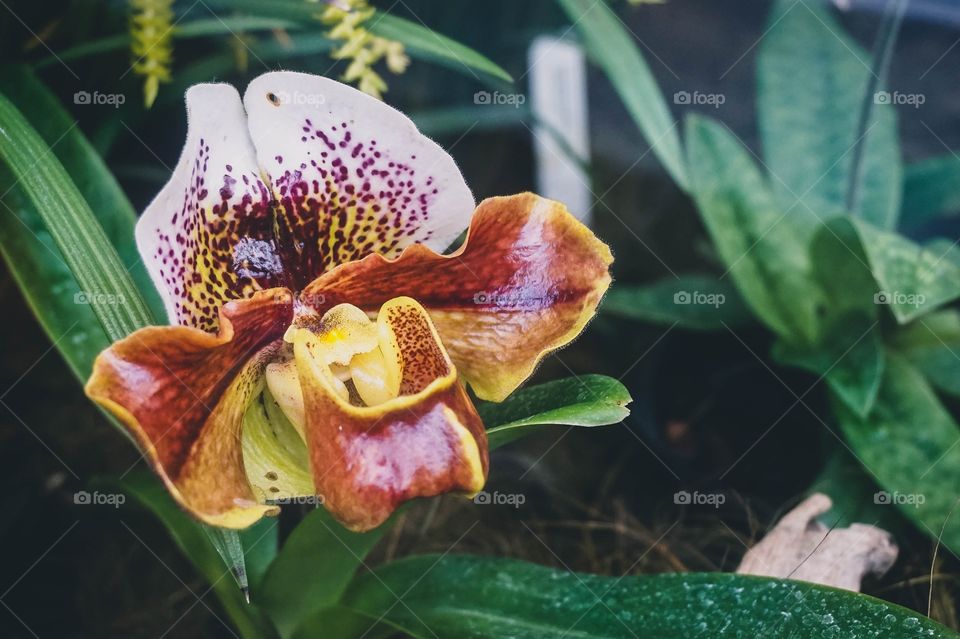 Gorgeous orchid close-up at the Christchurch Botanic Gardens, New Zealand 