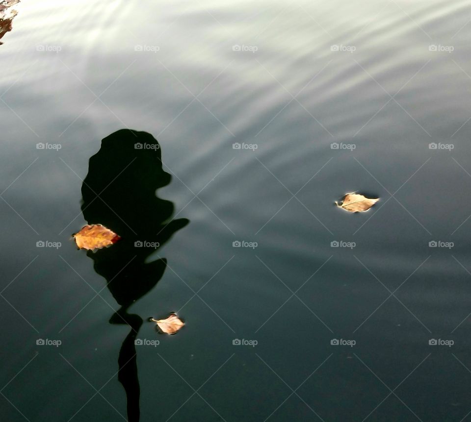 leaves on lake with refle tion of kayaking paddle.