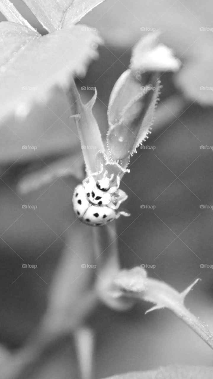 black and white lady bird