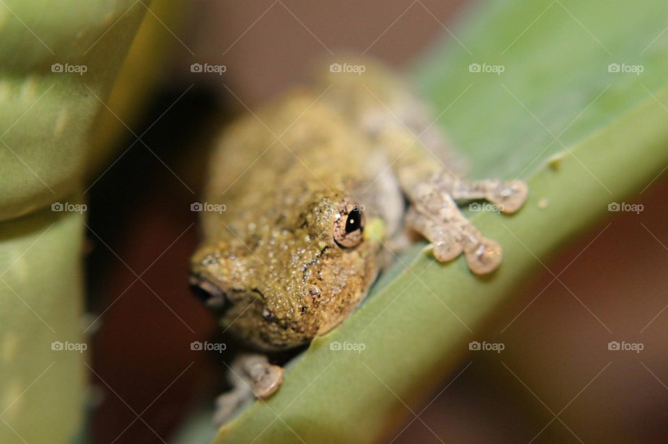Pet frog on green branch in aquarium with light and blurred background