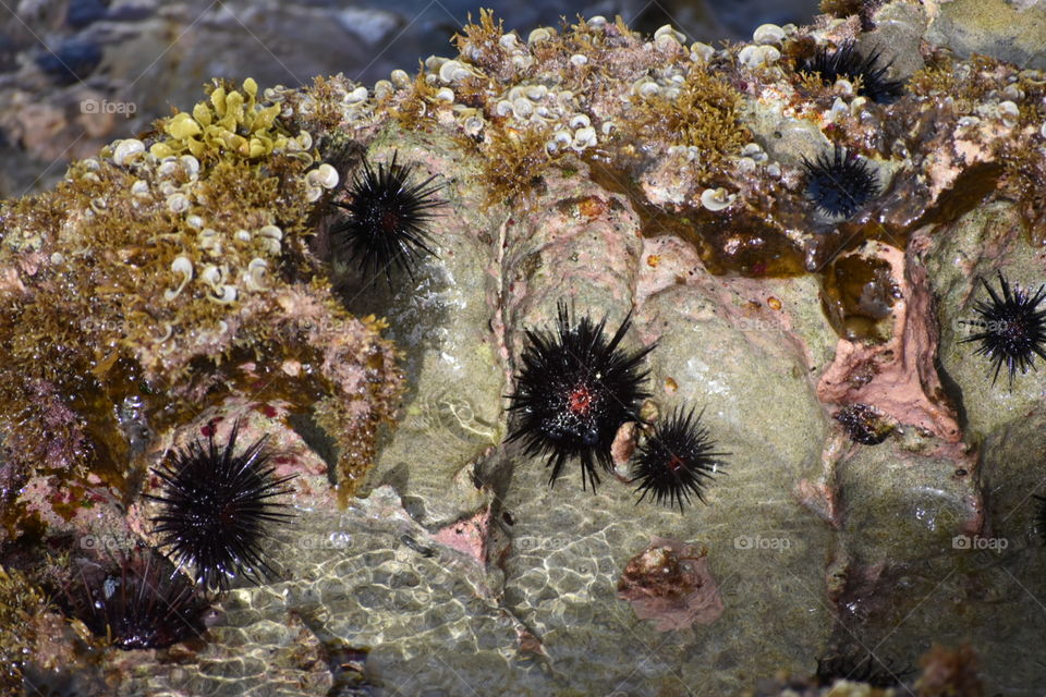 Sea urchins 