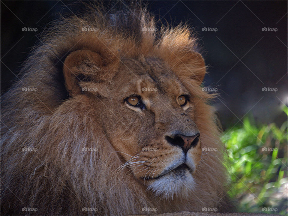 Close-up of lion at zooo