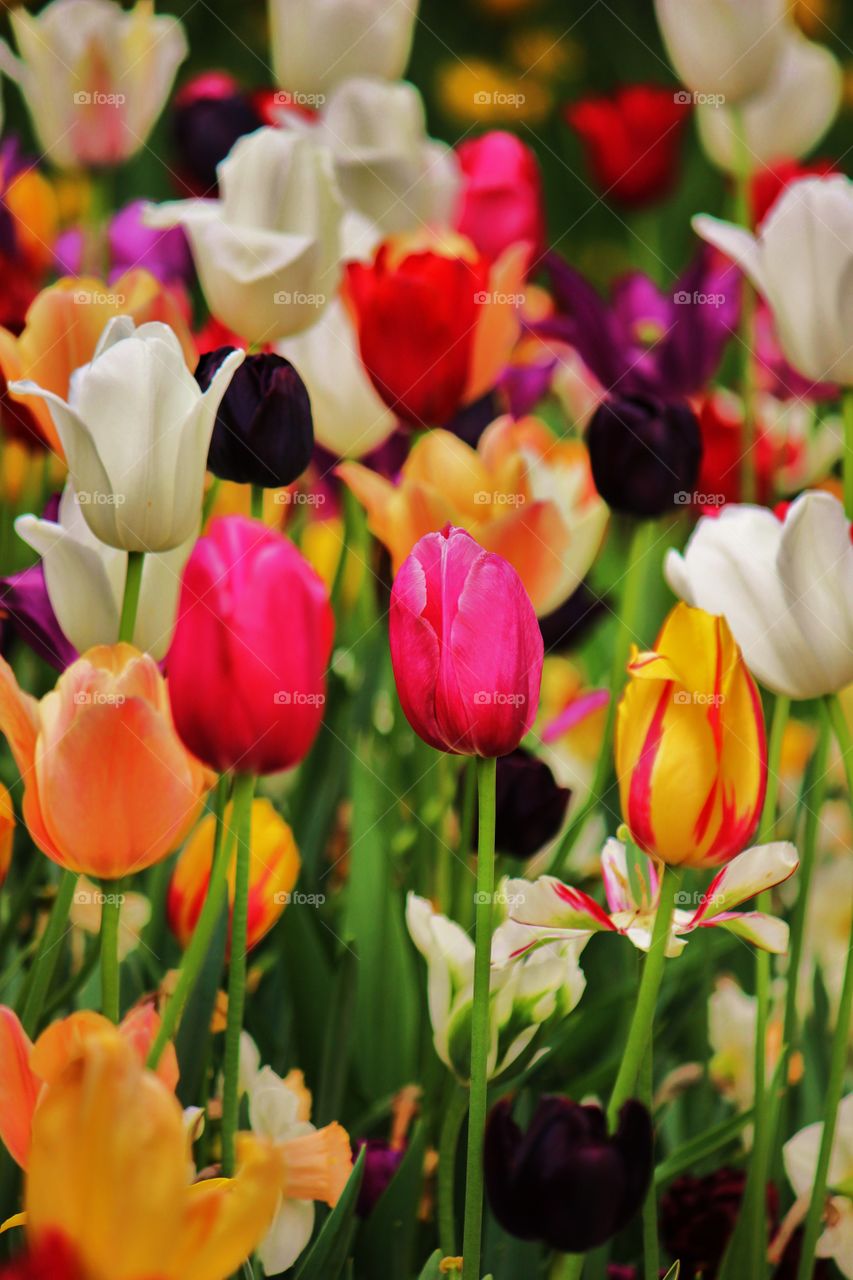 Multi coloured tulip flowers