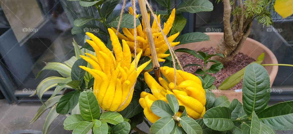 "Buddha's Hand" is a very interesting and useful citrus plant Citron belongs to the genus Citrus from the Rutov family. As early as 4000 years BC, this culture grew in Mesopotamia, India and China.Today, citrons are common in the tropics , subtropics