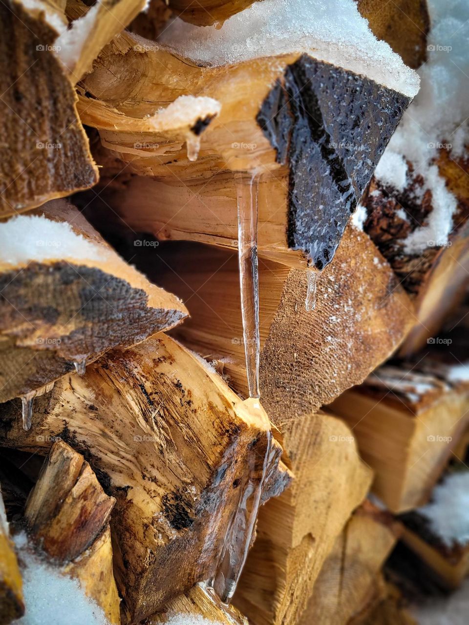 Winter wood with frozen water