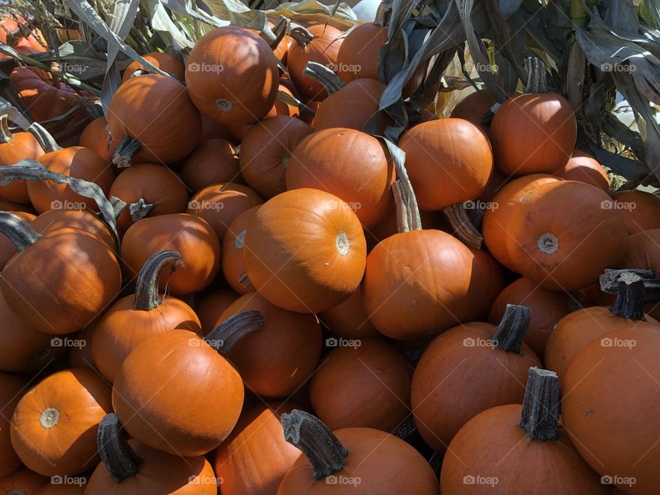 October Fall Harvest Halloween Pumpkins