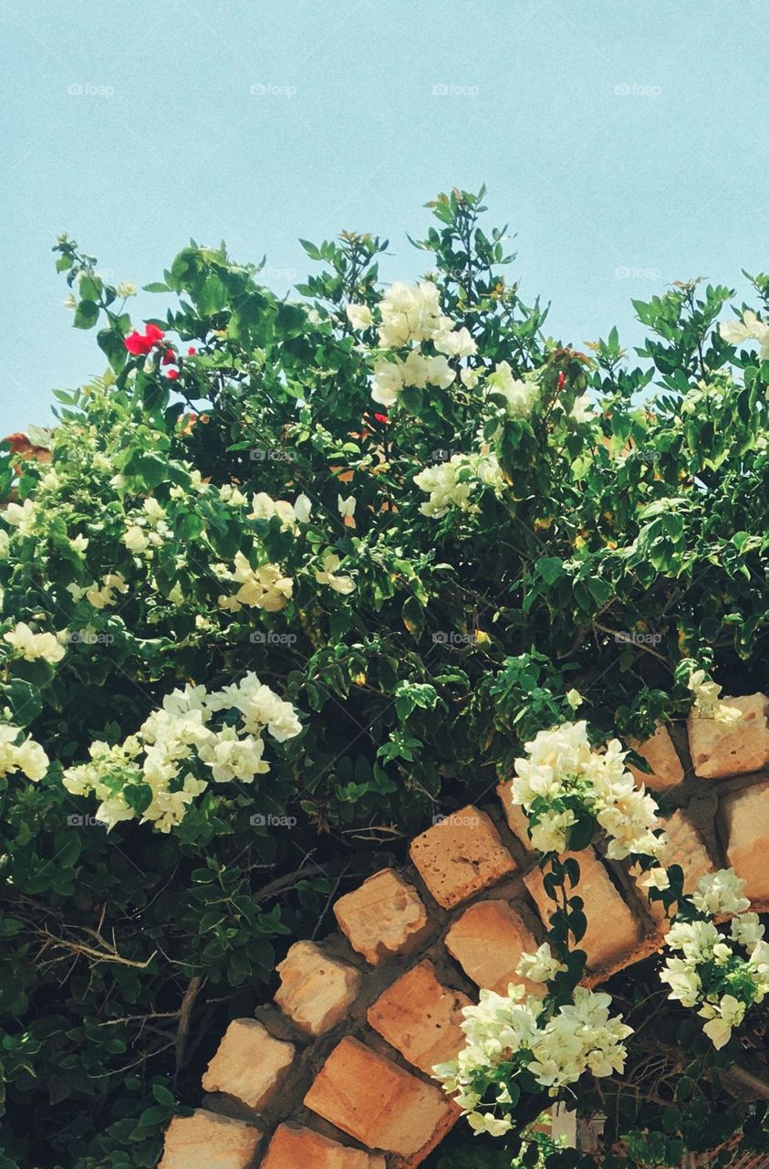White flowers for peace