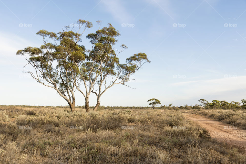 Gumtrees and bush track, Outback Australia.