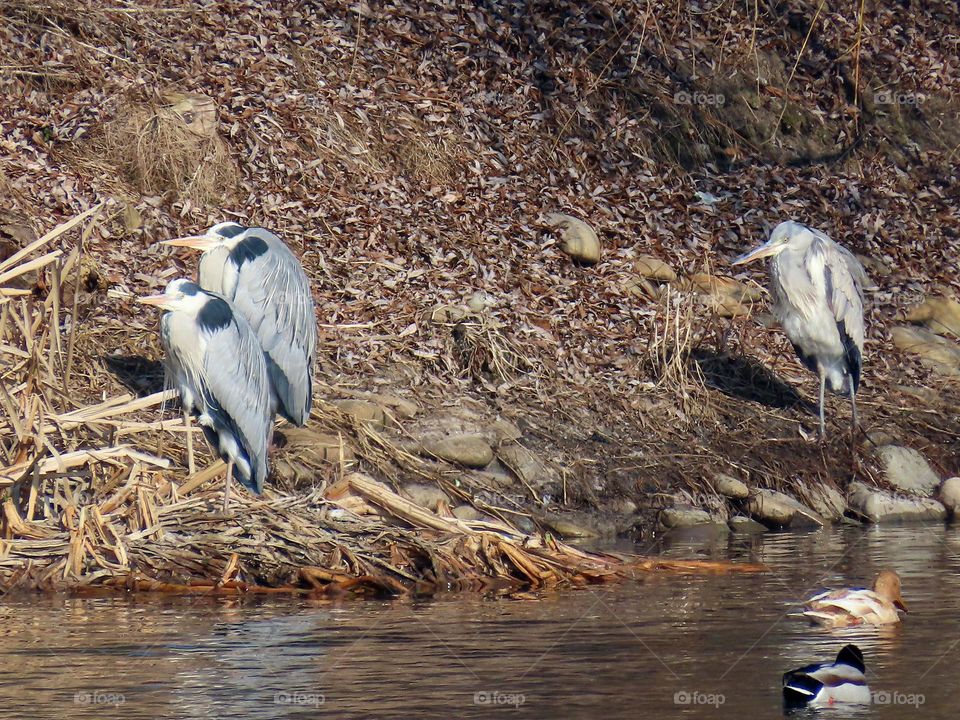 Gray herons on the riverside