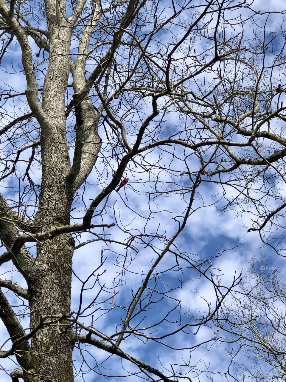 Vibrant springtime sky, bare hickory tree branches and red cardinal 