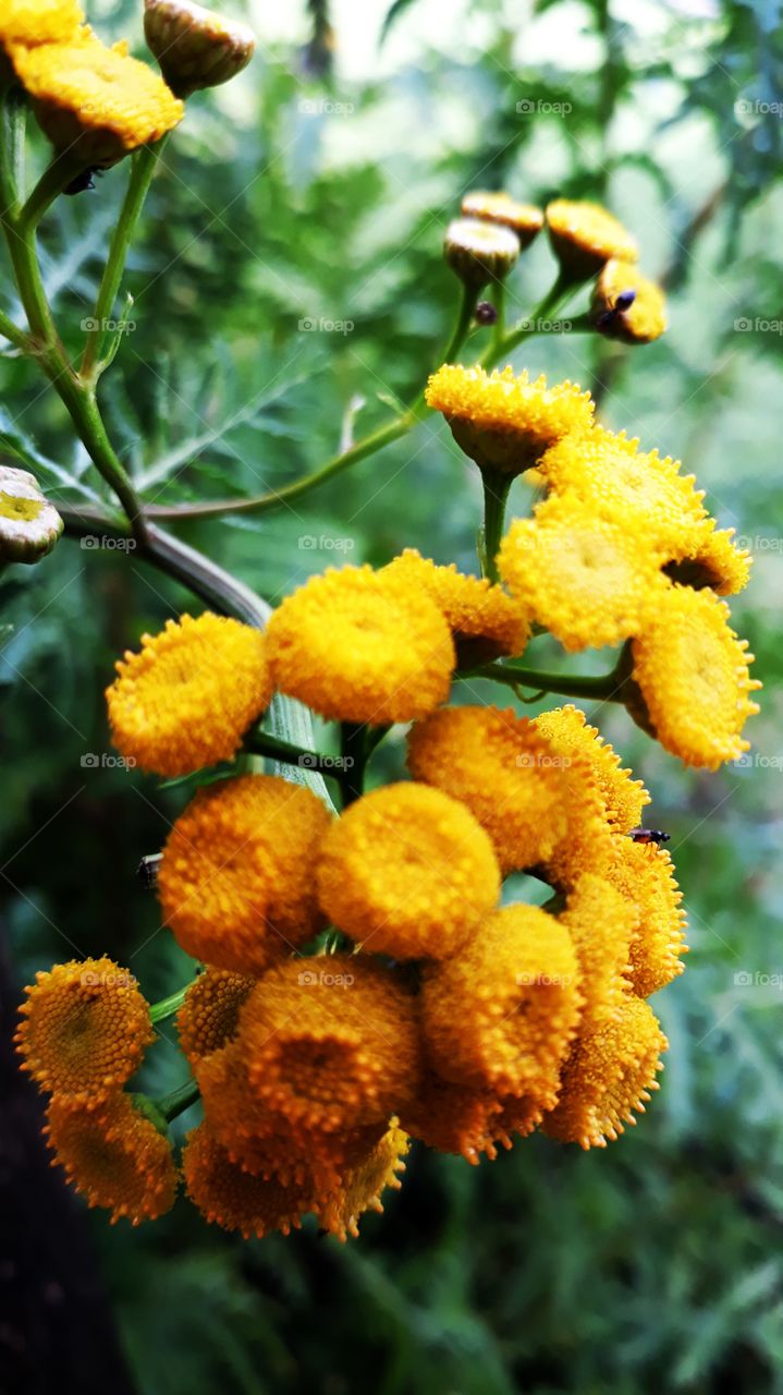 Yellow Flowers