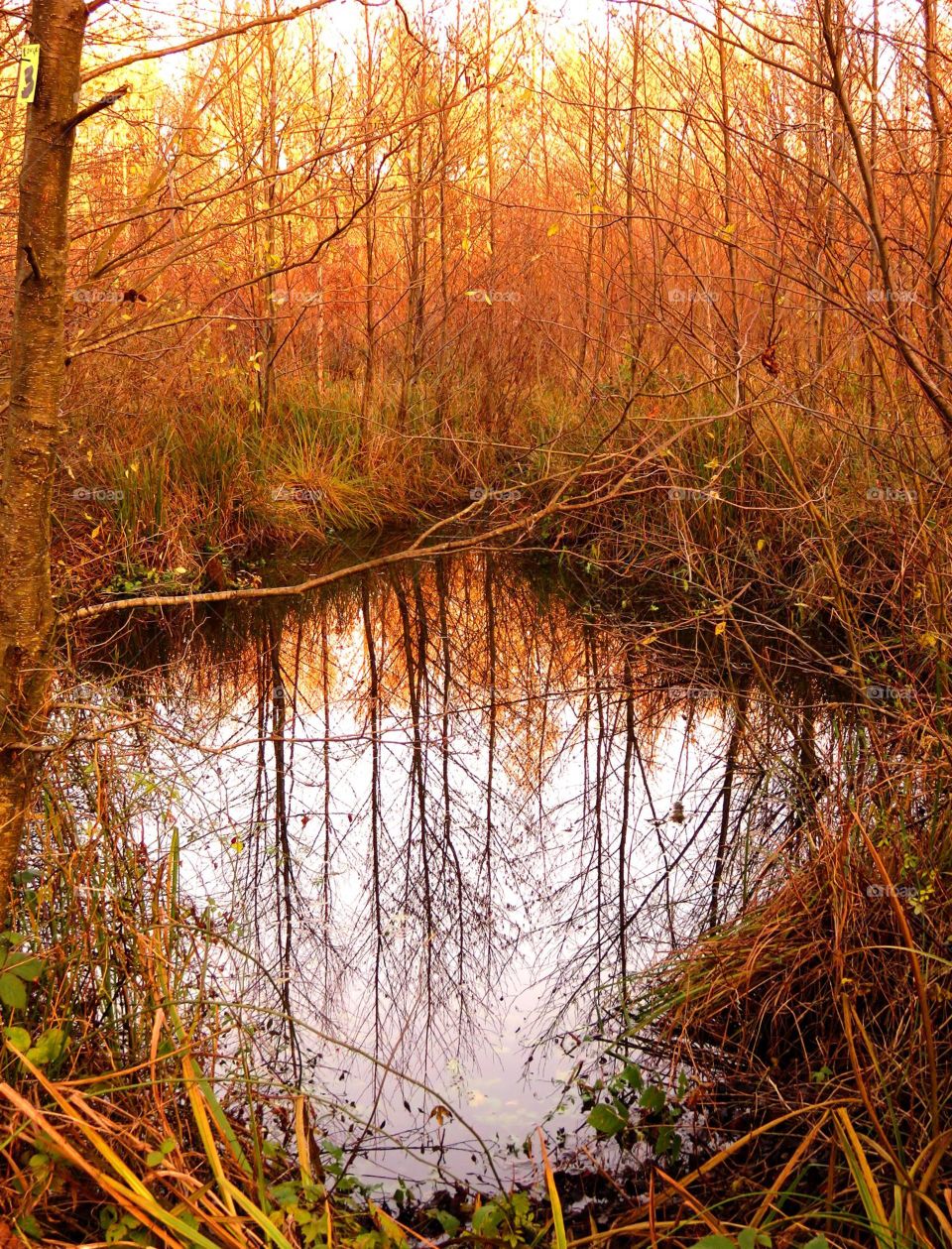 reflection in magical forest in Marchiennes North of France