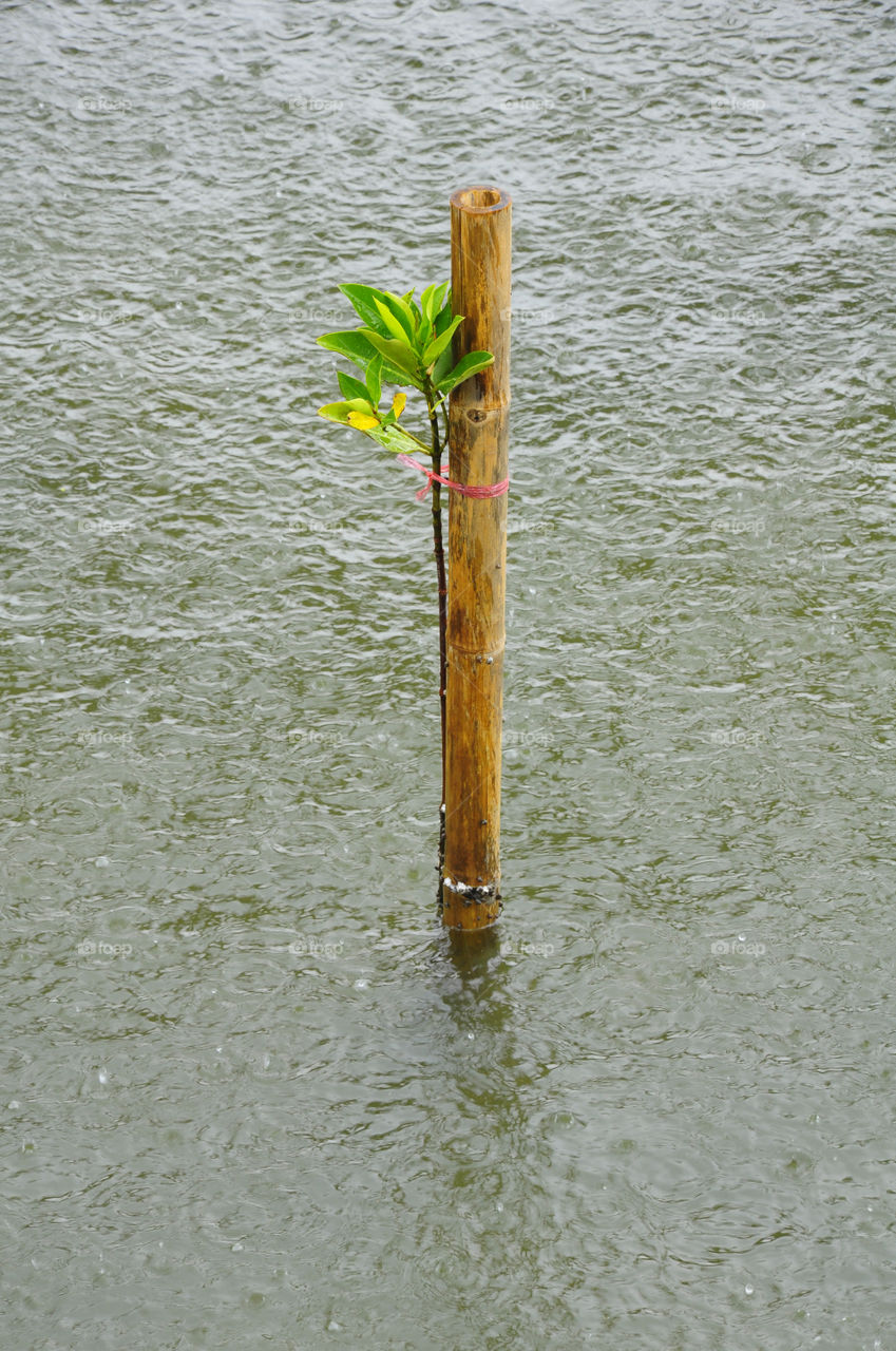 Mangrove seedling in the rain