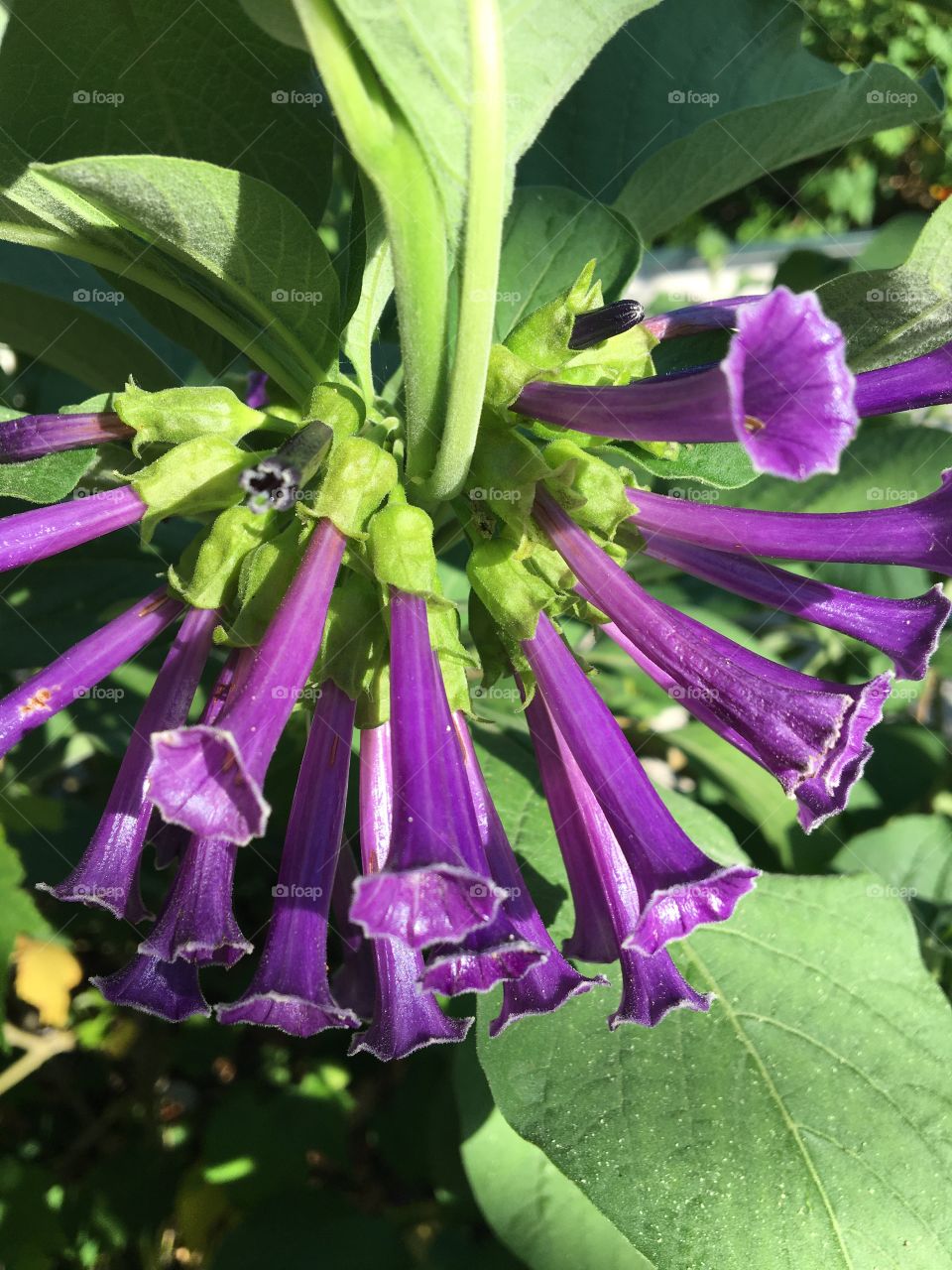 Tropical flower in violet version 