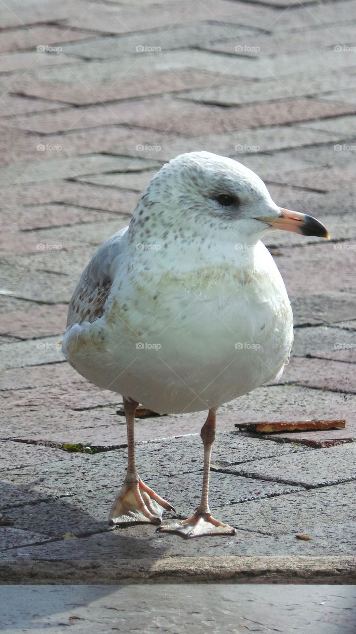 Seagull perching on paving stone