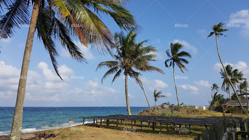 Tropicana seaside, terengganu malaysia, coconut beach