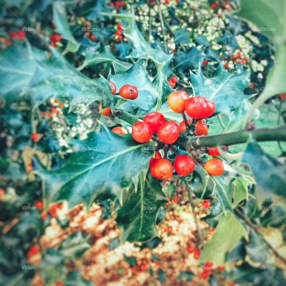 Leaf, Nature, Fruit, Berry, Tree