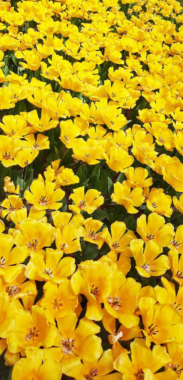 A dignified and majestic queen is sitting  peacefully among the flowers while watching the spring, proud of being a tulip