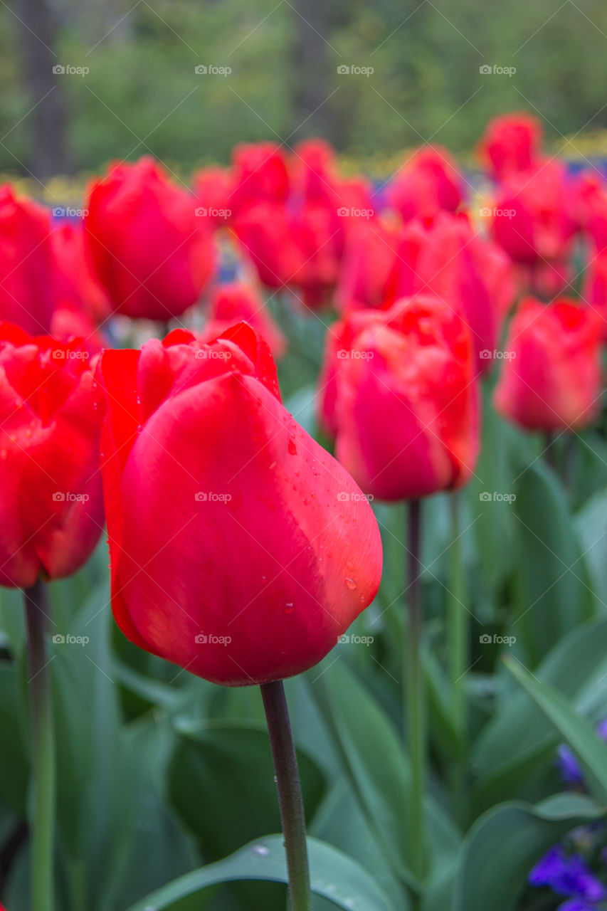 Red tulips 