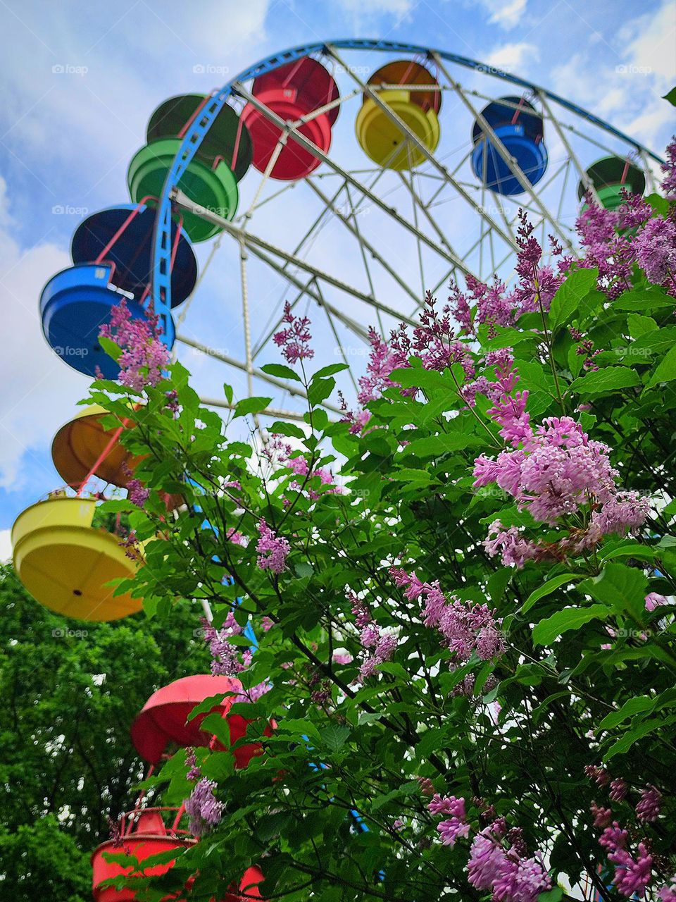 Attraction "Ferris wheel" with multi-colored booths against the background of a blue sky with white clouds.  In the foreground of the Ferris wheel is a green lilac bush with purple flowers.