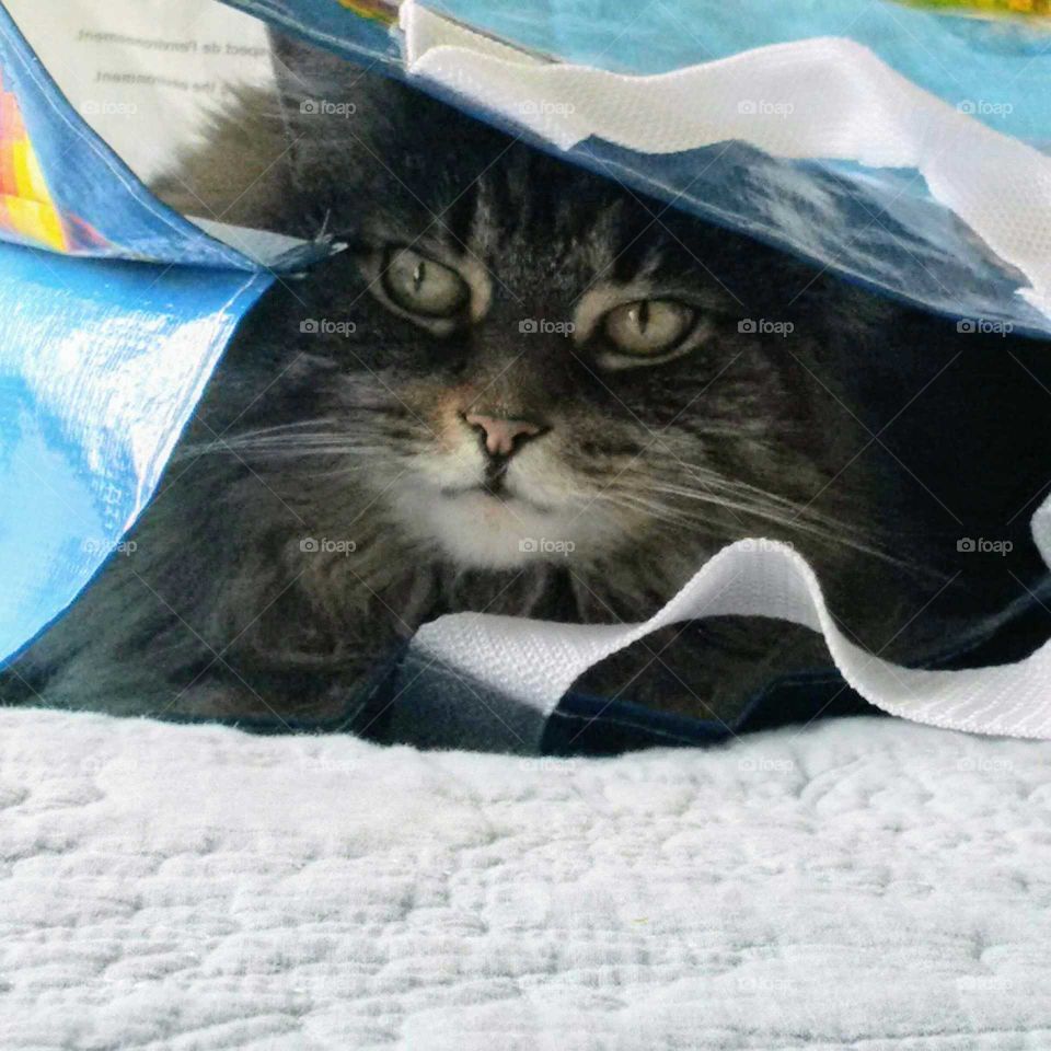 Cat in the bag.