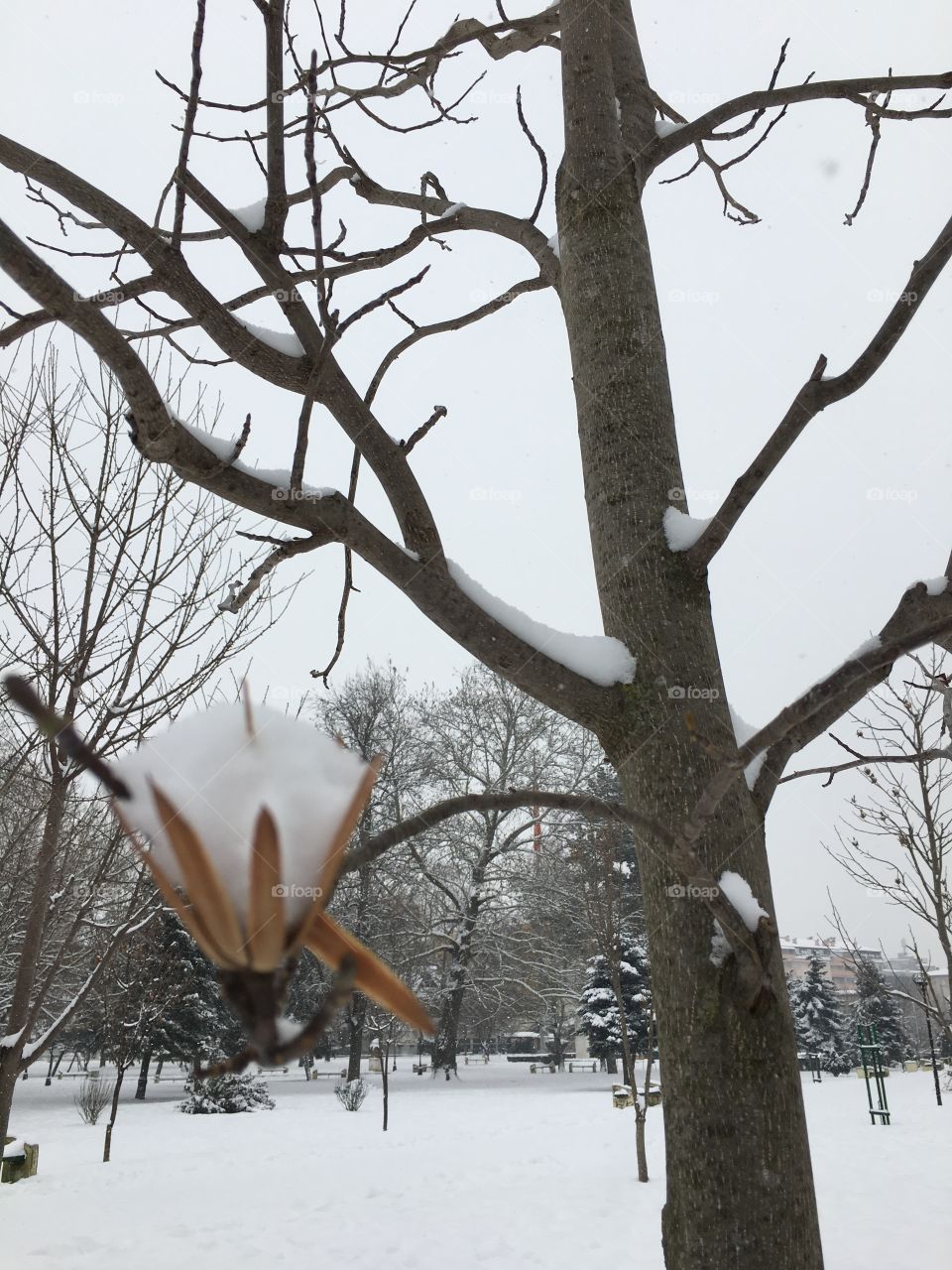 Snow on tree