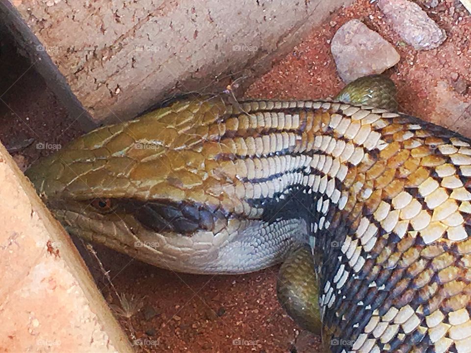 Blue-tongued lizard; a resident of our back yard in south Australia. 