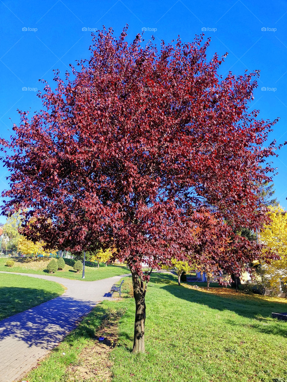 Red tree