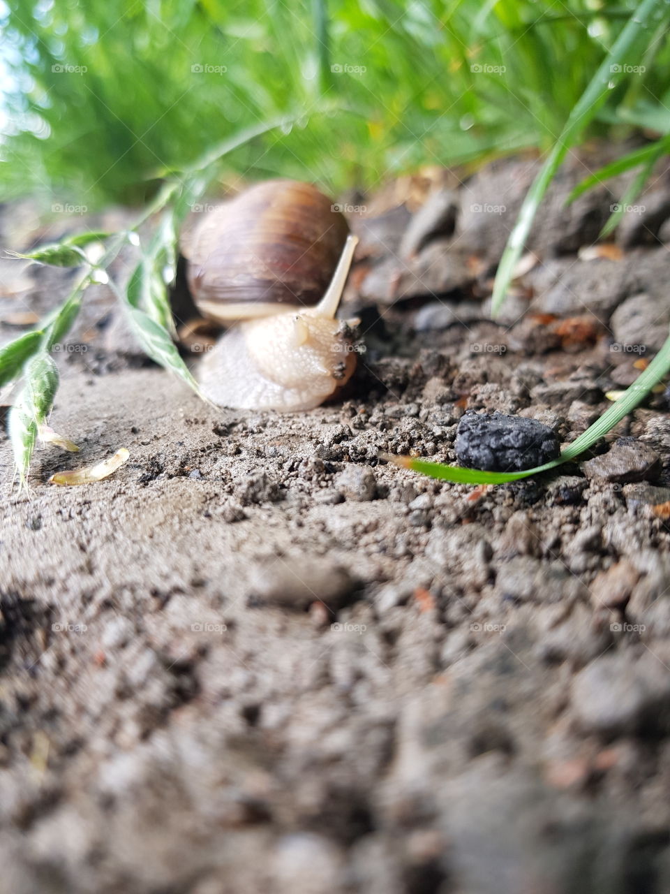 Snail on the road