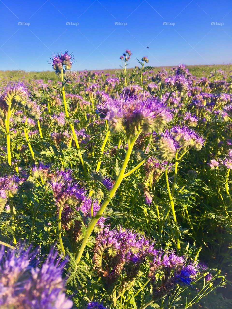 Phacelia Blooming Field on blue sky 