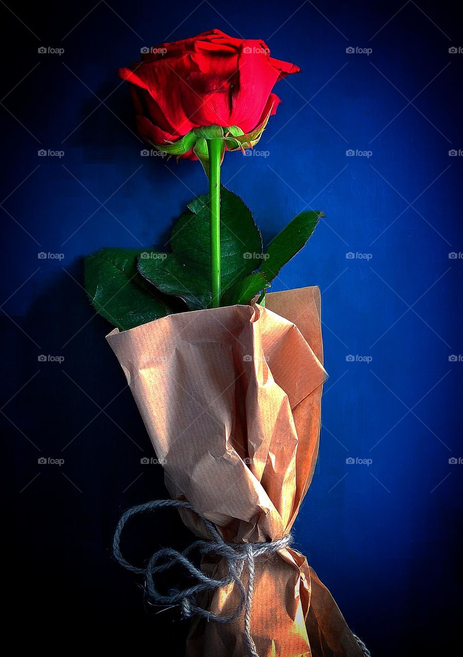 On a dark blue background lies a red rose, which is wrapped in brown paper and tied with a gray rope