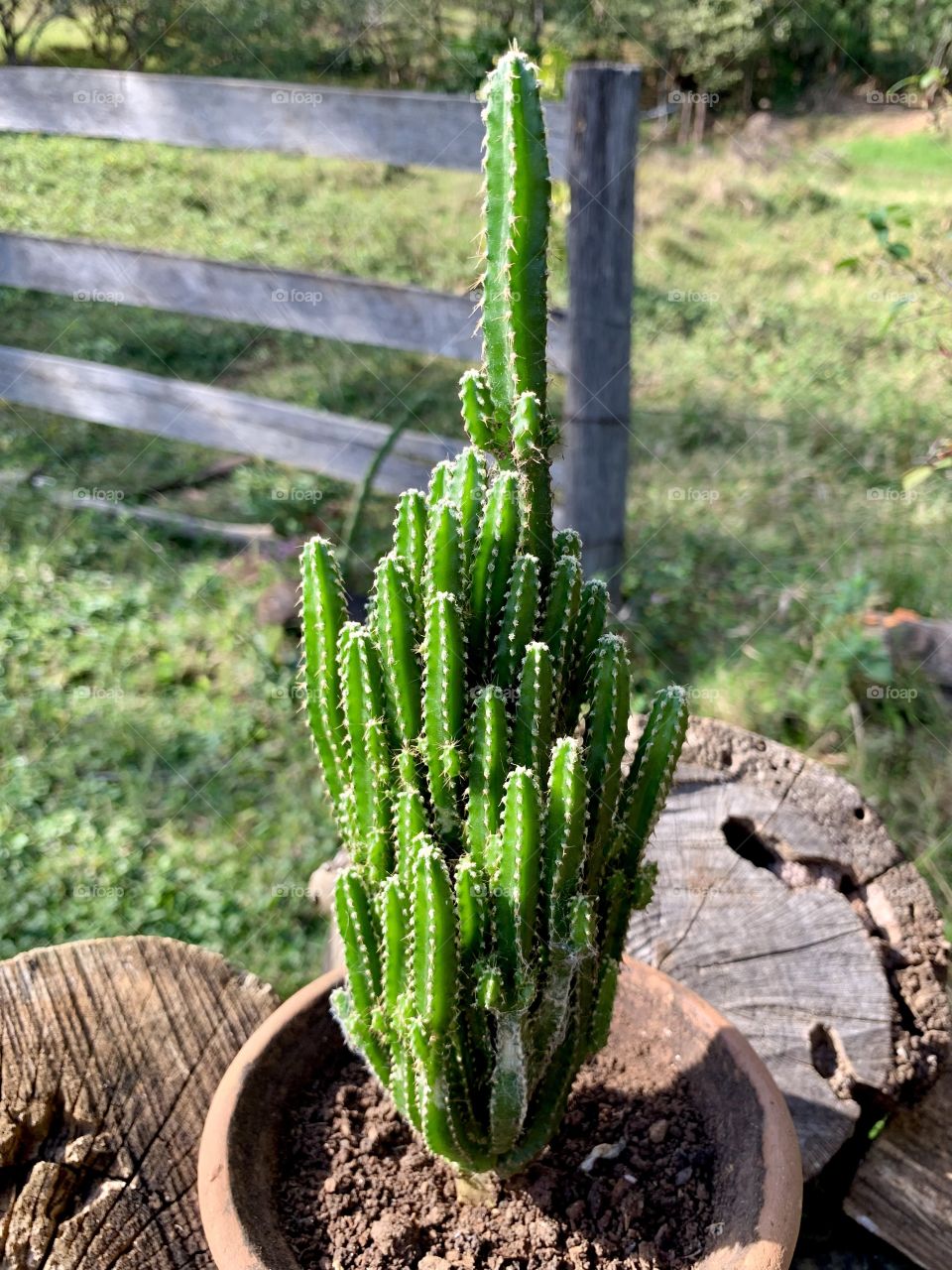 Mini Cactus - Mini Cacto - Cactus in the vase 