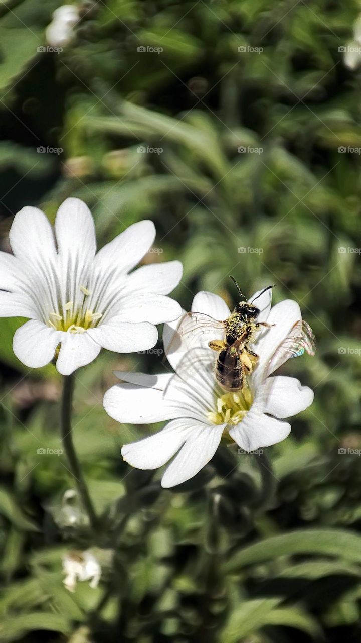 Macro photo of flower growing in the garden