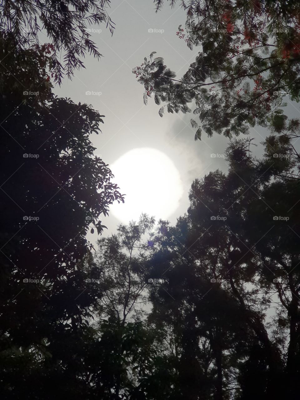 Sun in Trees