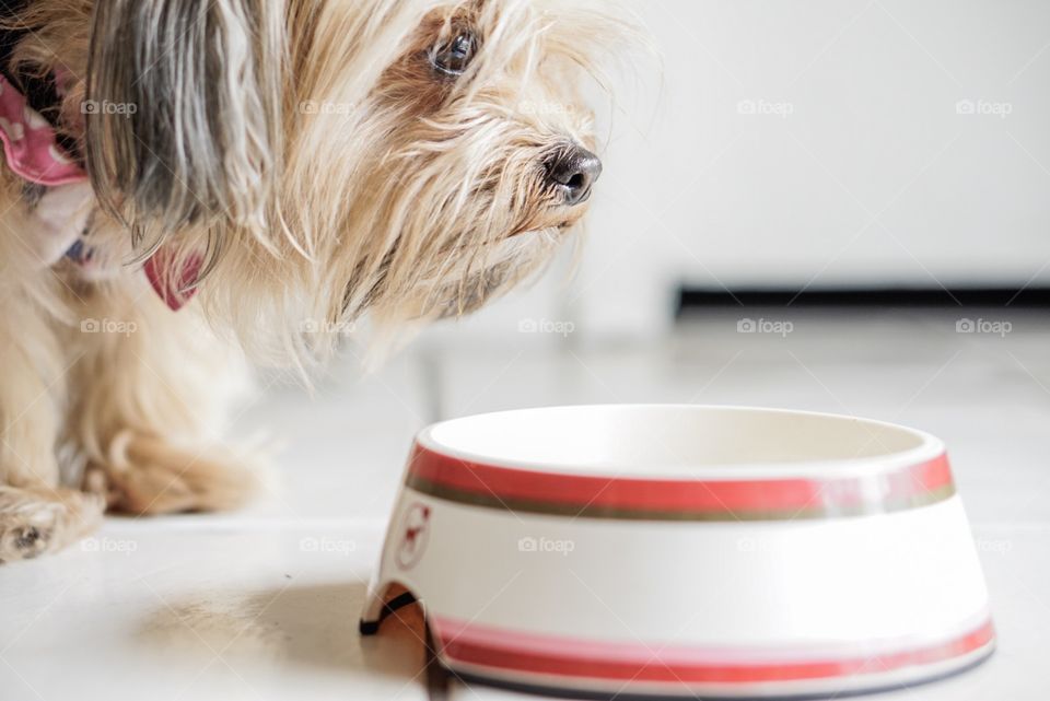 Dog, Cute, Sit, No Person, Indoors