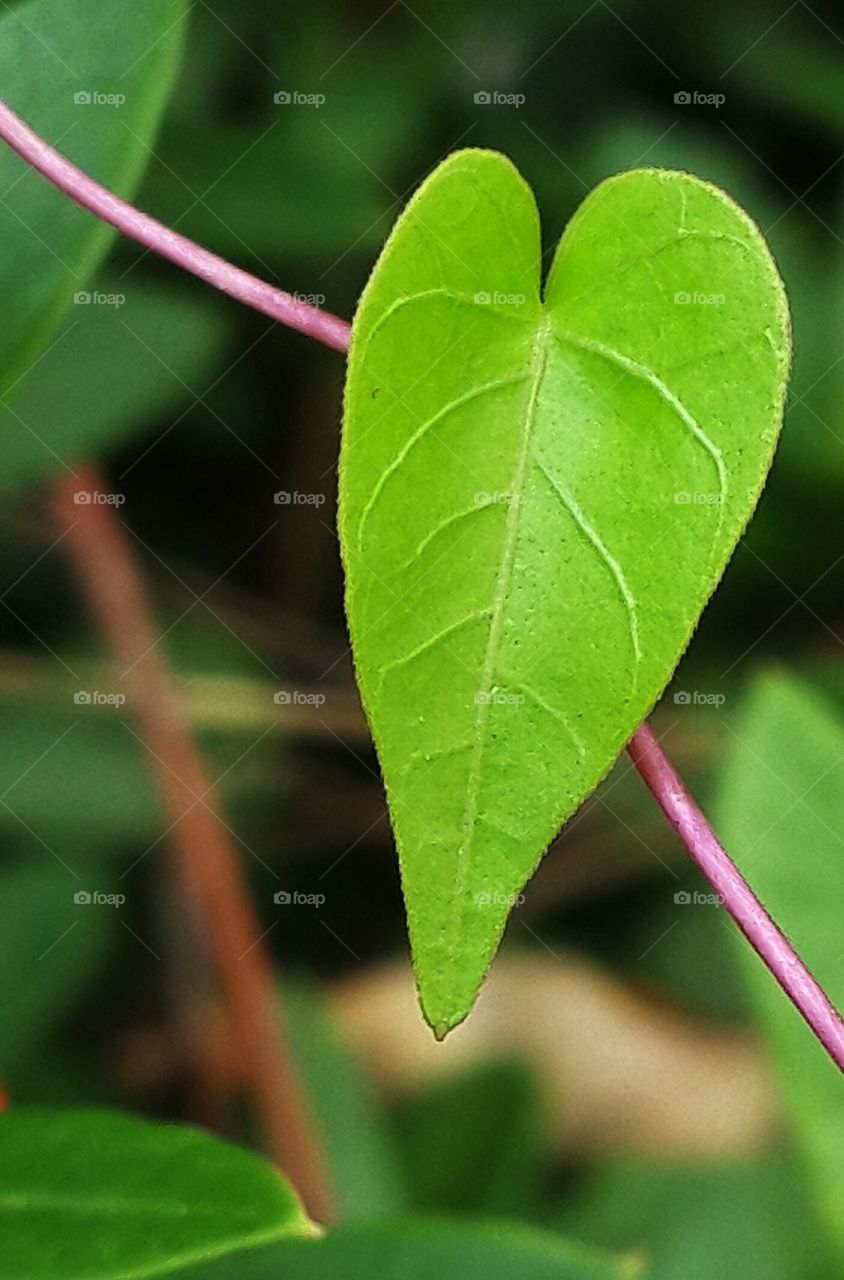 leaf