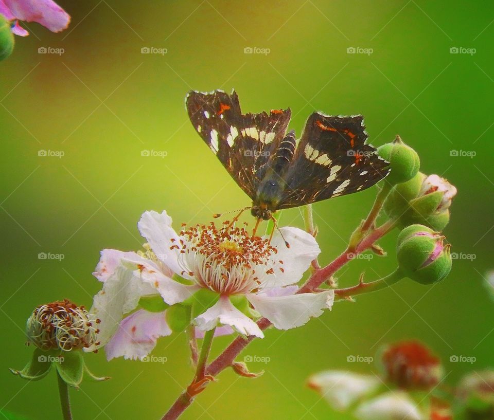 Map butterfly mapbutterfly on wild Blackberry 