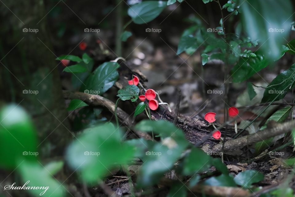 Champagne mushrooms in the forest of Thailand