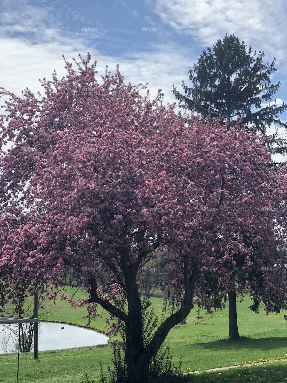 A beautiful crabapple tree on a spring day!