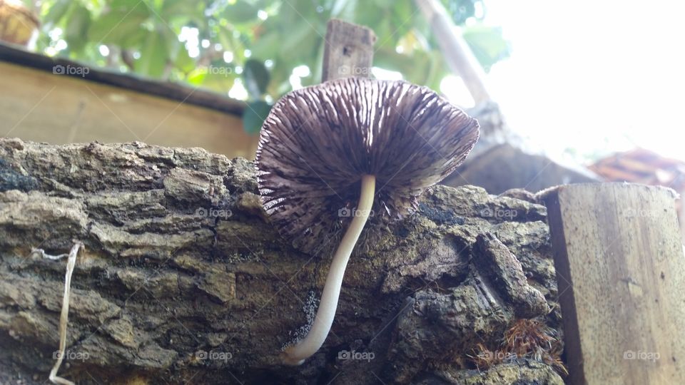 fungus that grows on logs