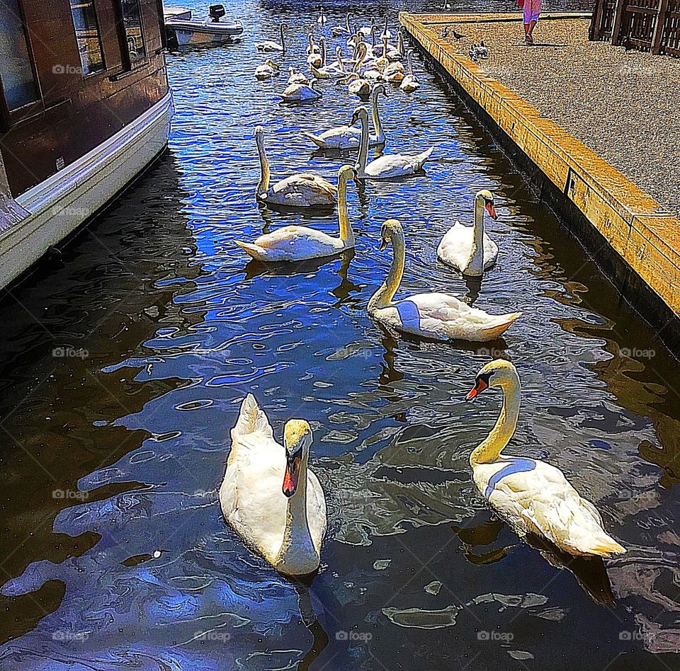 A group of swans 