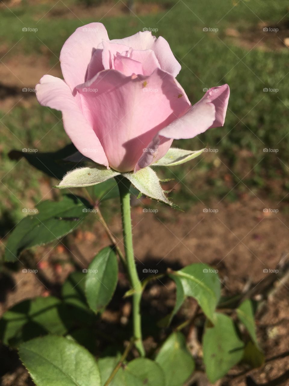 🌺 #Flores do nosso #jardim, para alegrar e embelezar nosso dia!
🌹
#Jardinagem é nosso #hobby.
#flowers
#garden
#nature