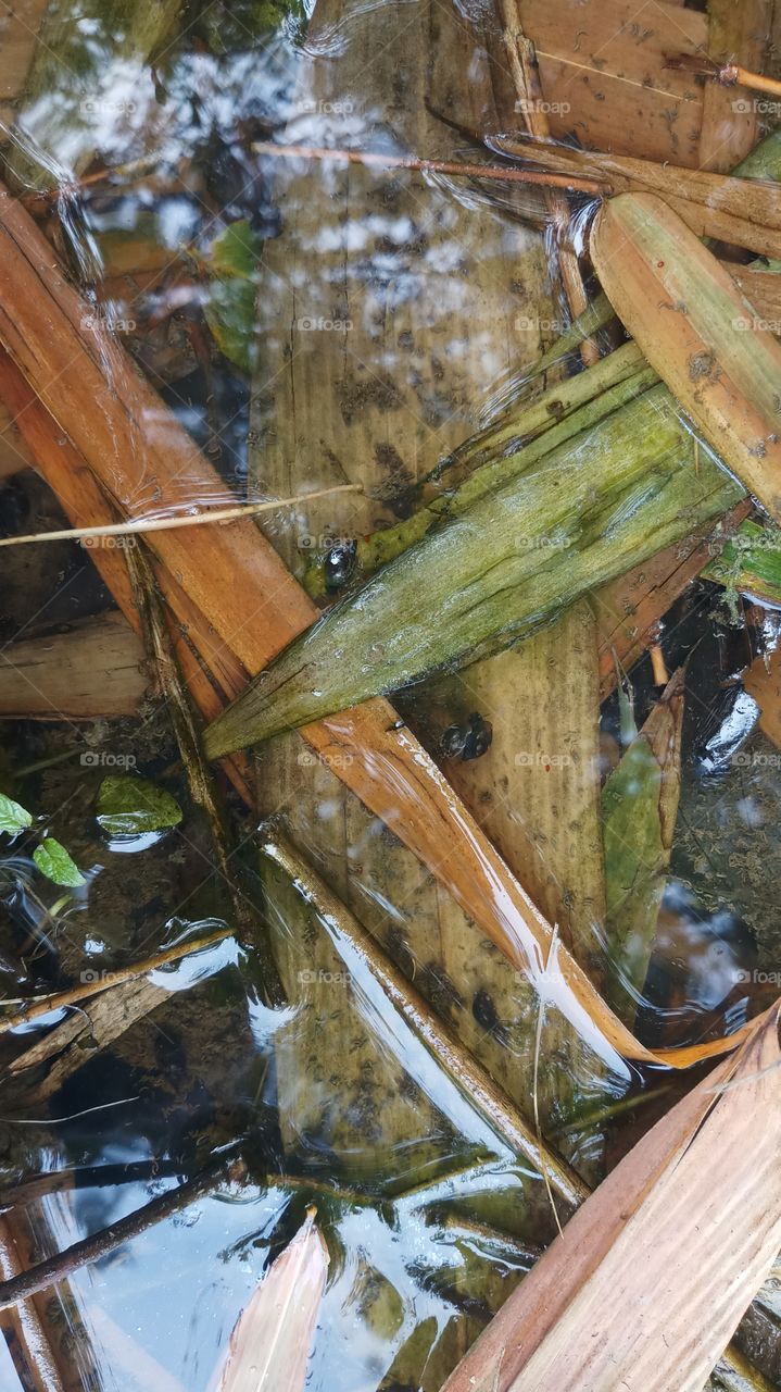 insect in water on spring time.