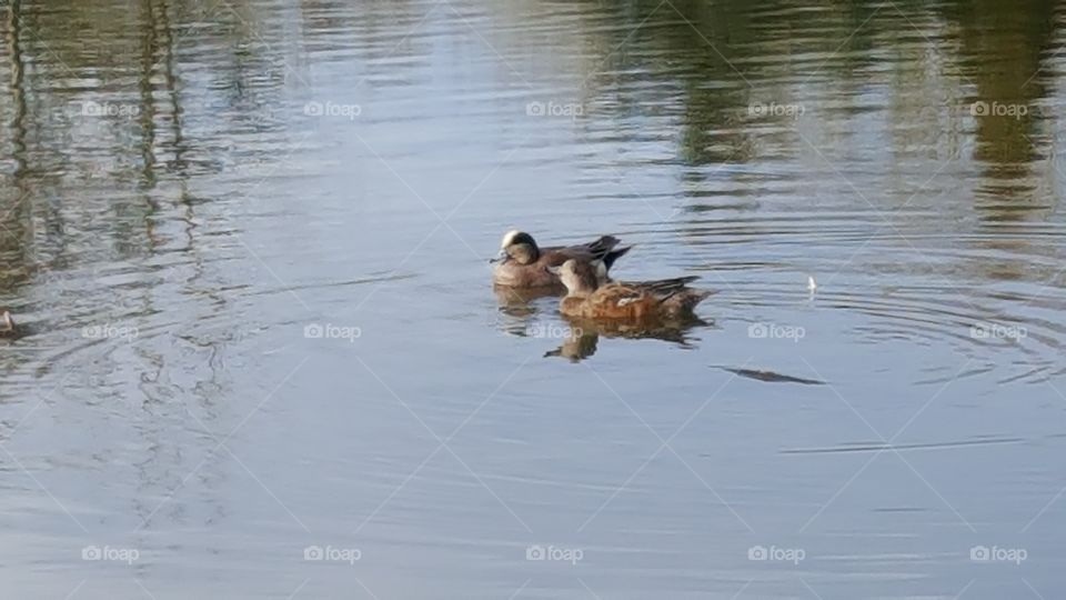 ducks