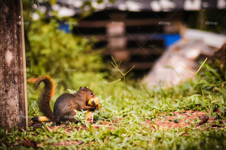 Squirrel eating a fruit in the grass