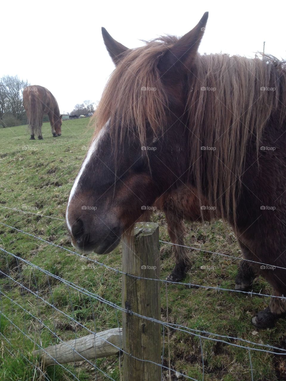 Old brown horse 