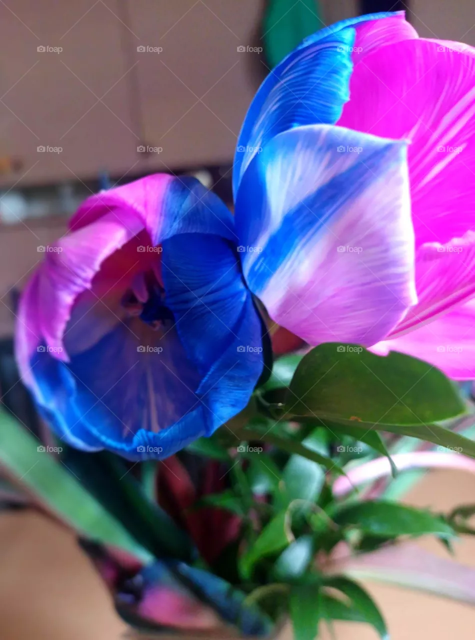flowers, tulip