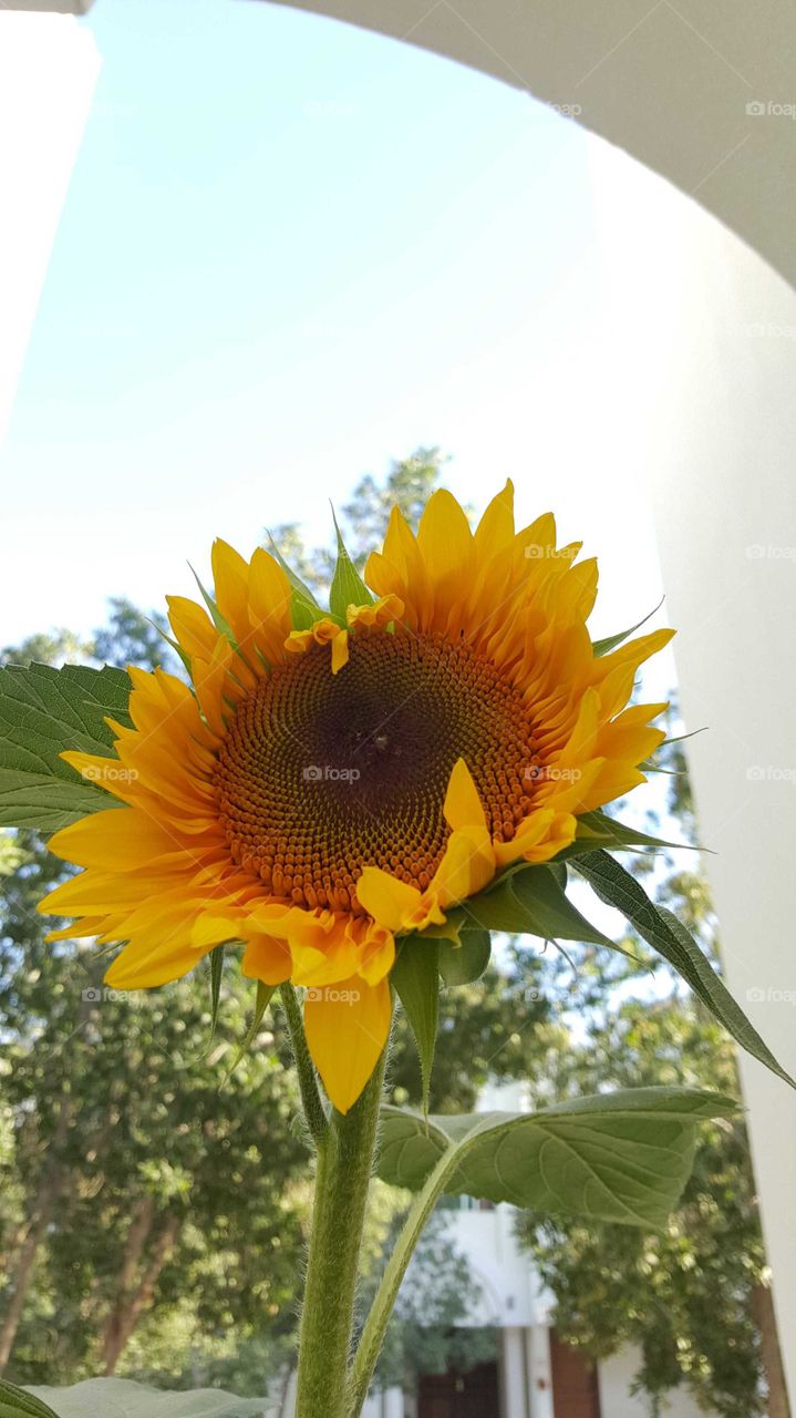 sunflower grown in pot