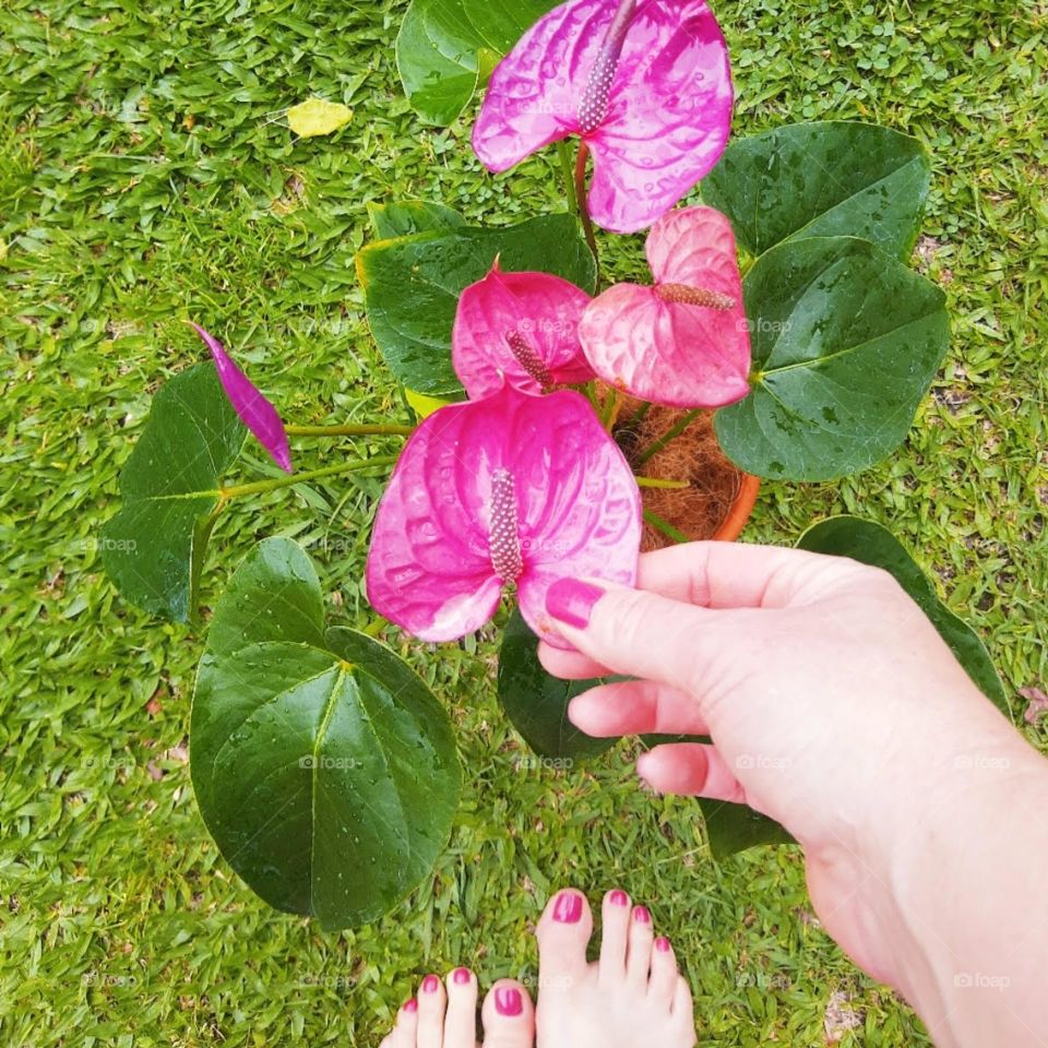 purple anthurium in a vase